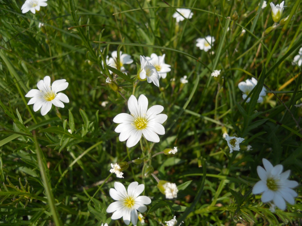Fiore bianco 2 - Cerastium cfr. ligusticum